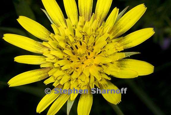 tragopogon pratensis graphic